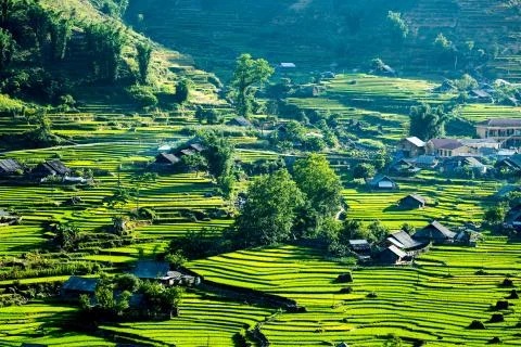 Rice Terrace Stock Photos