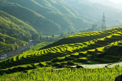 Rice Terrace Stock Photos