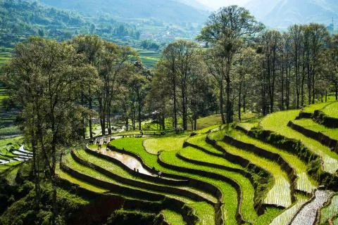 Rice Terrace Stock Photos