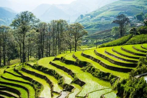 Rice Terrace Stock Photos