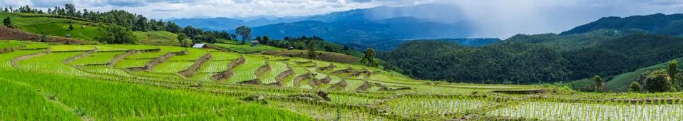 Rice terrace with trees and mountain of rainy season Stock Photos
