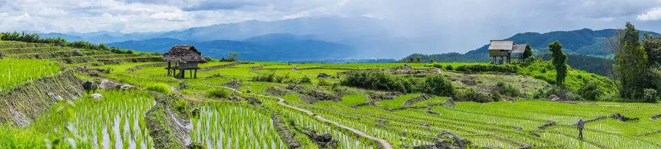 Rice terrace with trees and mountain of rainy season Stock Photos