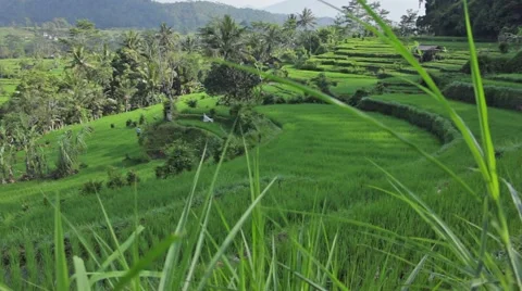 Rice terrace view in Bali Stock Footage 42165545