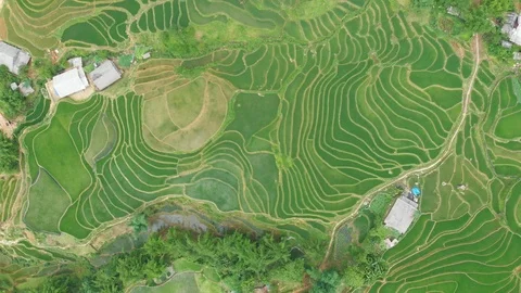 Rice terraced fields from above flying drone. Stock Footage 115268428