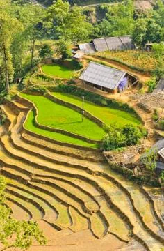 Rice terraced fields Stock Photos