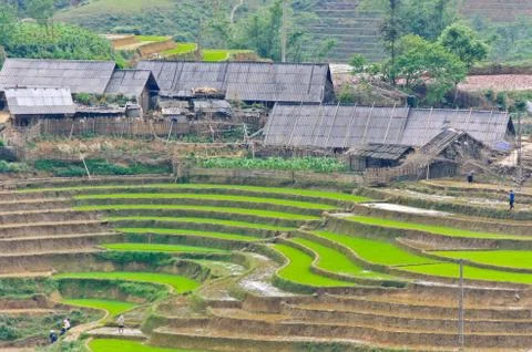 Rice terraced fields Stock Photos