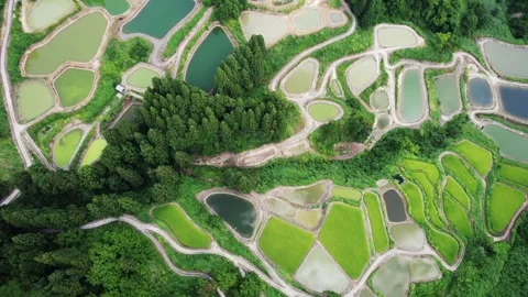 Rice terraces 3 Stock Footage 319906760