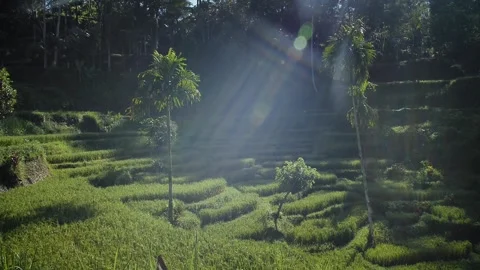 Rice terraces 53 Stock Footage 264574177