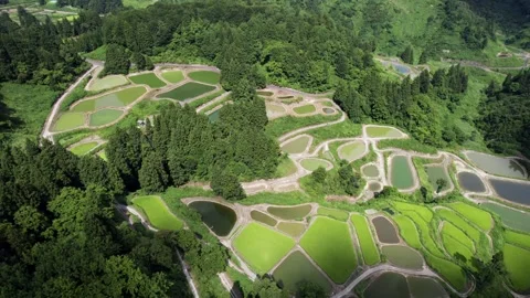 Rice terraces 6 Stock Footage 319906773