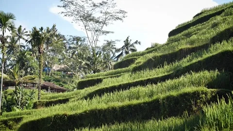 Rice terraces 62 Stock Footage 264574193