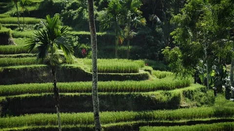 Rice terraces 65 Stock Footage 264574204