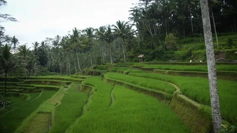 Rice terraces 97 Stock Footage 264574266
