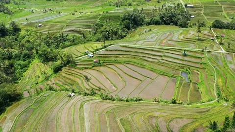 Rice terraces and fields on Bali, view from above. Aerial drone 4k footage. Stock Footage 105454757
