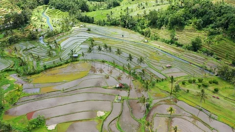Rice terraces and fields on Bali, view from above. Aerial drone 4k footage. Video stock 105454772