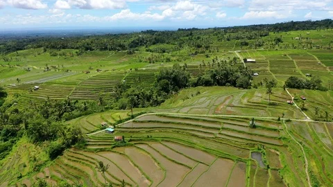 Rice terraces and fields on Bali, view from above. Aerial drone 4k footage. Video stock 105454816