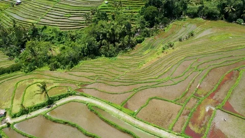 Rice terraces and fields on Bali, view from above. Aerial drone 4k footage. Video stock 105454833