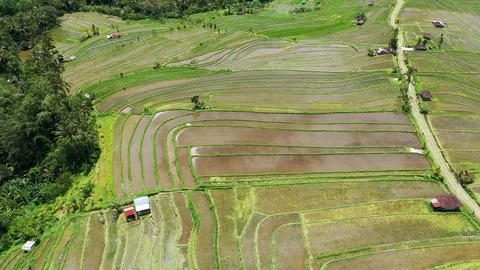 Rice terraces and fields on Bali, view from above. Aerial drone 4k footage. Video stock 105454842