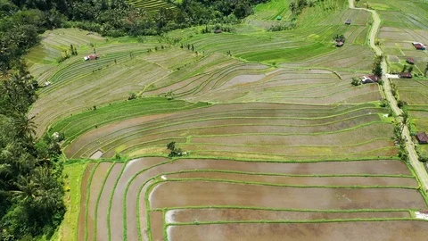 Rice terraces and fields on Bali, view from above. Aerial drone 4k footage. Video stock 105454896