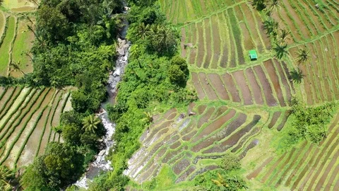 Rice terraces and fields on Bali, view from above. Aerial drone 4k footage. Video stock 105454934