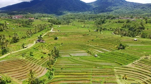 Rice terraces and fields on Bali, view from above. Aerial drone 4k footage. Video stock 105454957