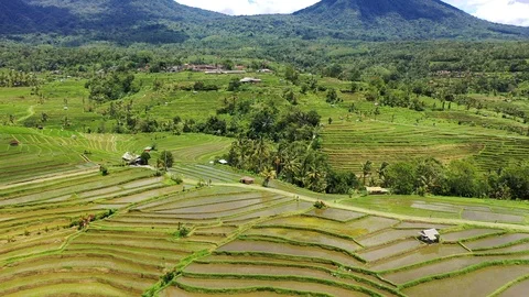 Rice terraces and fields on Bali, view from above. Aerial drone 4k footage. Video stock 105455035