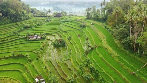Rice terraces and fields on Bali, view from above. Aerial drone 4k footage. Video stock 106202266