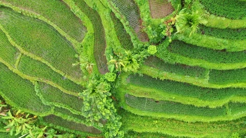 Rice terraces and fields on Bali, view from above. Aerial drone 4k footage. Video stock 106202273
