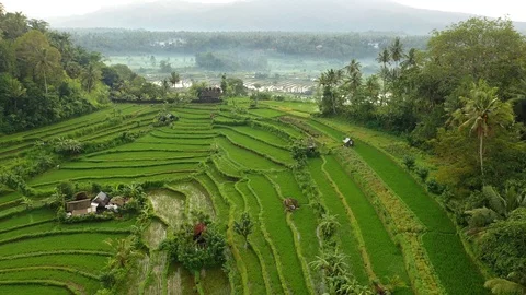 Rice terraces and fields on Bali, view from above. Aerial drone 4k footage. Video stock 106202312