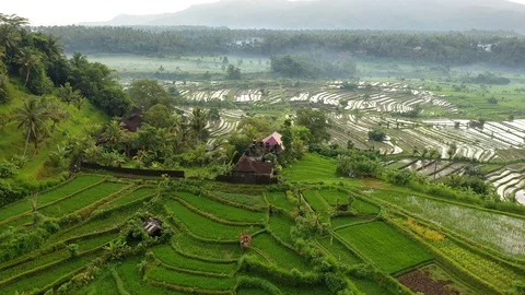 Rice terraces and fields on Bali, view from above. Aerial drone 4k footage. Stock Footage