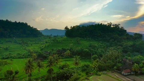 Rice terraces and fields on Bali, view from above. Aerial drone 4k footage. Video stock 106202327