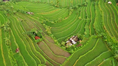 Rice terraces and fields on Bali, view from above. Aerial drone 4k footage. Video stock 106202358