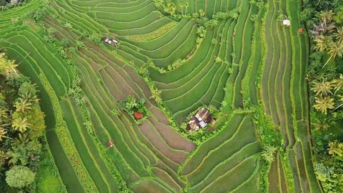 Rice terraces and fields on Bali, view from above. Aerial drone 4k footage. Video stock 106202367