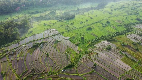 Rice terraces and fields on Bali, view from above. Aerial drone 4k footage. Video stock 106202377
