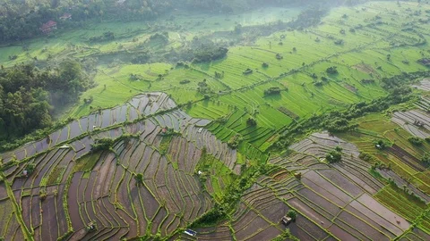 Rice terraces and fields on Bali, view from above. Aerial drone 4k footage. Video stock 106202397