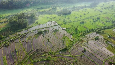 Rice terraces and fields on Bali, view from above. Aerial drone 4k footage. Video stock 106202409