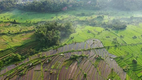 Rice terraces and fields on Bali, view from above. Aerial drone 4k footage. Video stock 106202410