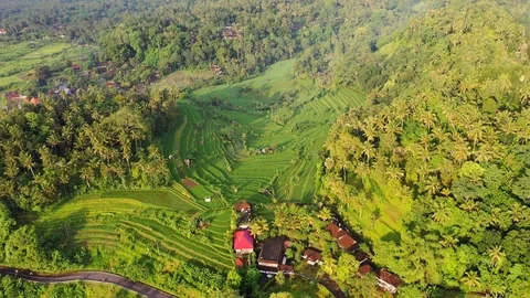 Rice terraces and fields on Bali, view from above. Aerial drone 4k footage. Video stock 106202424