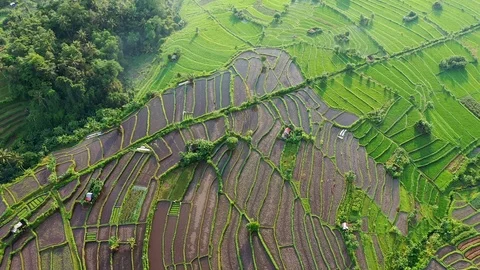 Rice terraces and fields on Bali, view from above. Aerial drone 4k footage. Video stock 106202429