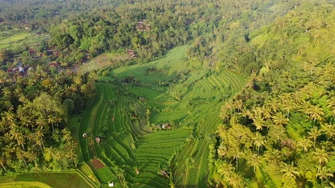 Rice terraces and fields on Bali, view from above. Aerial drone 4k footage. Video stock 106202458