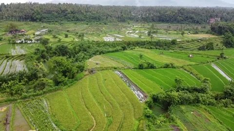 Rice terraces Bali Stock Footage