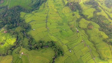 Rice Terraces in Bali Stock Footage 340967783