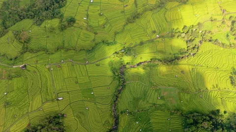 Rice Terraces in Bali Stock Footage 340967810
