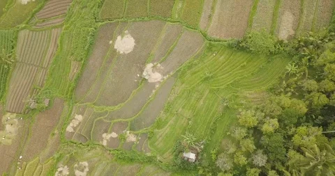 Rice terraces, Bali, Indonesia, Land rice terraces 4K Stock Footage 101366053