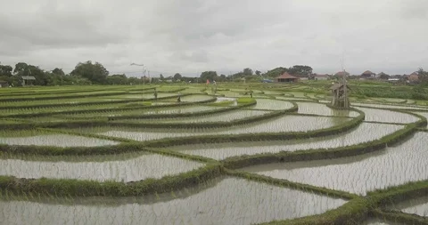 Rice terraces, Bali, Indonesia, Land rice terraces 4K Stock Footage 101370053