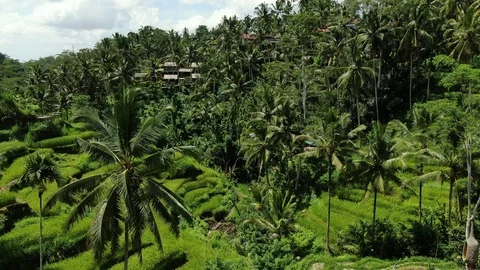 Rice Terraces Drone Bali Ubud Stock Footage