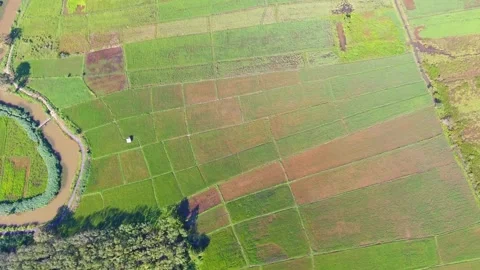 Rice terraces from drone camera. Rice fields with water filled rice. Aerial.. Stock Footage 256727236