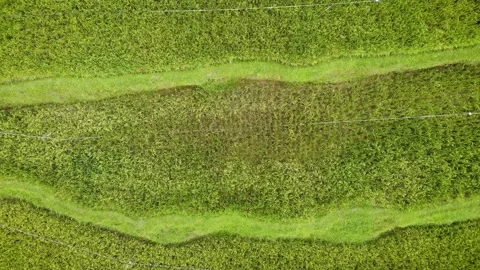 Rice Terraces Drone HD 2 Stock Footage 212417074