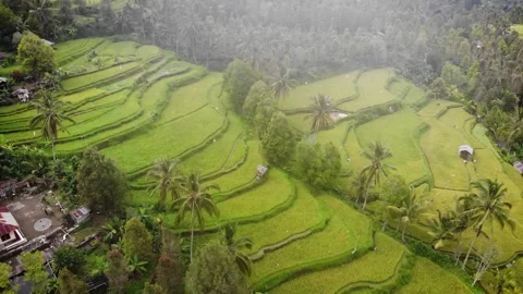 Rice Terraces Drone HD 4 Stock Footage 212417085