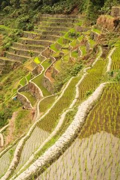 The rice terraces, fields, paddies of Batad are filled with freshly planted r Stock Photos