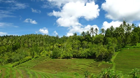 Rice terraces Stock Footage 2750510